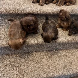 Shih Tzu puppies from Whispering Winds Charmed Hollow
