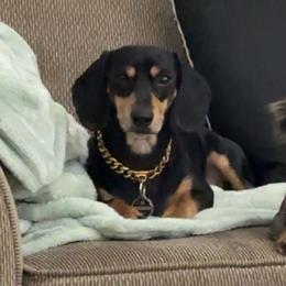 Dachshunds from The Wienery