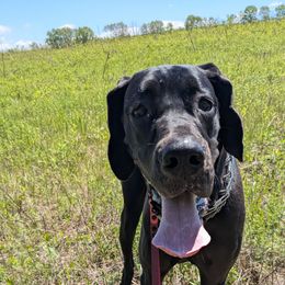Bonnie - Black female Great Dane puppy in Milford, Pennsylvania from R&R Breeding and Pet Care