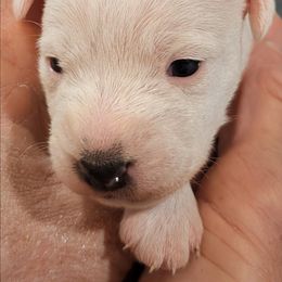 Cranberry - White female Parson Russell Terrier puppy in Whitehall, Montana from Montana Jacks