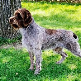 Wirehaired Pointing Griffons from Mountain River Griffons