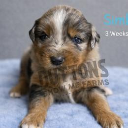 Simba - Blue merle male Miniature Australian Shepherd puppy in Oronogo, Missouri from Dutton's Show Me Farms