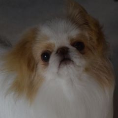 Japanese Chins from Camelot's Japanese Chin