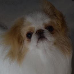 Japanese Chins from Camelot's Japanese Chin