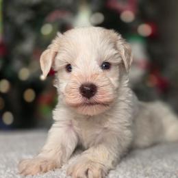 Frost - Wheaten male Miniature Schnauzer puppy in Magalia, California from NorCal Schnauzers
