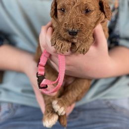Goldendoodle Puppies from Muddydoodles