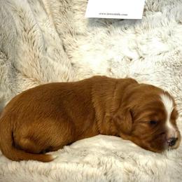 Girl 1 Princess Leia - Red female Cavapoo puppy in Bountiful, Utah from PJs Puppy Love