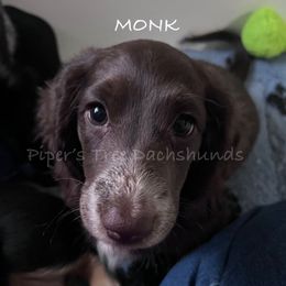 MONK - Chocolate male Dachshund puppy in Shelton, Connecticut from Piper’s Tree Dachshunds