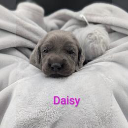 Daisy - Blue female Weimaraner puppy in Evart, Michigan from Drehbar Weimaraners