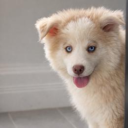Flame - Red and white male Pomsky puppy in Lewiston, Minnesota from Family Pomsky