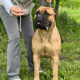 Candy - Bullmastiff