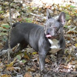 Katie - French Bulldog
