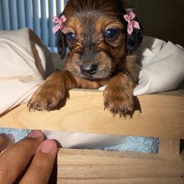 Loretta Lynn - Red female Dachshund puppy in San Tan Valley, Arizona from Short Stack Miniature Dachshunds