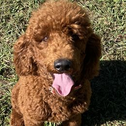 Rooster - Goldendoodle