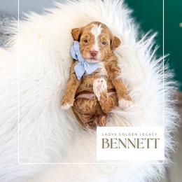 Bennett - Red  male Goldendoodle puppy in Cedar City, Utah from Cedar Doodles- Home of the Teddybear Goldendoodle