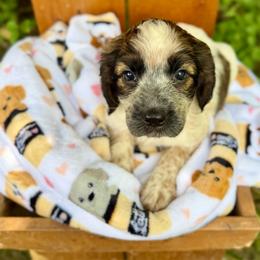 Star - Liver white and roan female English Springer Spaniel puppy in Madison, Indiana from McCollough's Pawsome Spaniels and Danny's Delightful Dachshunds