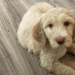 Goldendoodles from Cornerstone Goldendoodles and Kennels