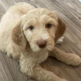 Goldendoodles from Cornerstone Goldendoodles and Kennels