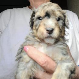 Peanut-Black - Blue merle male Bernedoodle puppy in Dugway, Utah from Luv4Bernedoodles