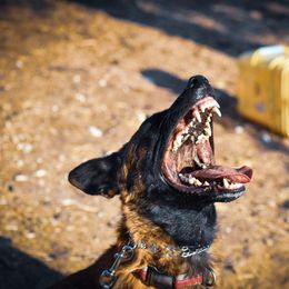 Belgian Malinois All Grown Up from Northern Sky K9
