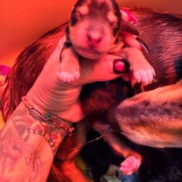 Oogie Boogie - Black and cream male Dachshund puppy in Victorville, California from Elegancia Vintage Xoloitzcuintle