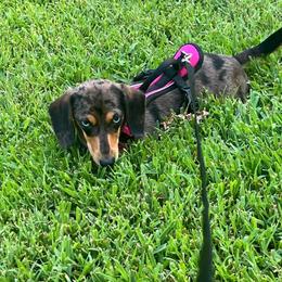 Rouge jr - Dachshund