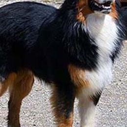 Australian Shepherds from Old West Australian Shepherds