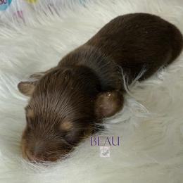 Beau - Chocolate and cream male Dachshund puppy in Waseca, Minnesota from Dragonfly Doxies