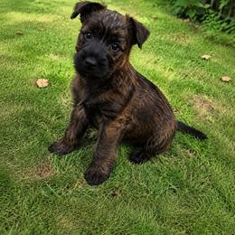 Black Brindle Male - Brindle male Cairn Terrier puppy in Centerville, Texas from Cedar Forrest Terriers LLC (Cairns & Australian Terriers)