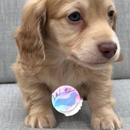 Boy 1 - Chocolate and cream male Dachshund puppy in Houston, Texas from L&L 4D Dancer’s Dachshunds