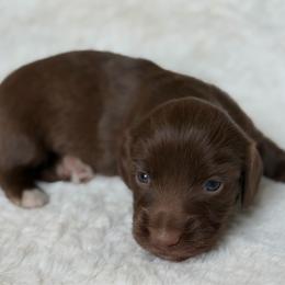 Brew - Chocolate male Dachshund puppy in Duncanville, Alabama from Bear Creek Dachshunds