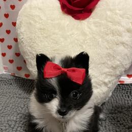 Pomeranian Puppies from Thea's Pomeranians