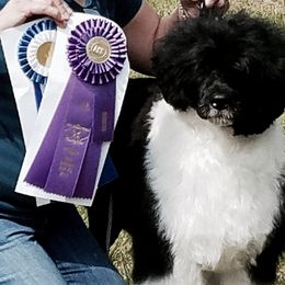 Portuguese Water Dogs from Biddlebrook PWD