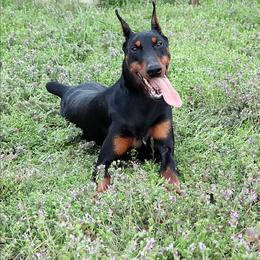 Bailey - Doberman Pinscher