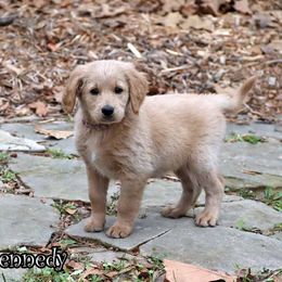 Kennedy - Standard F1 - Apricot female Goldendoodle puppy in Lebanon, Missouri from Knapp's Paw Prints