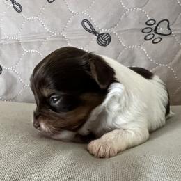 Yorkshire Terrier Puppies from Behrens_Beauties