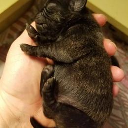Pug and Pug (Non-standard) Puppies from House of Briggs Pugs