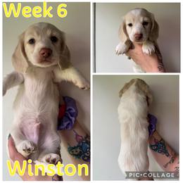 Winston - Cream male Dachshund puppy in Michigan from M.H.P Dachshunds