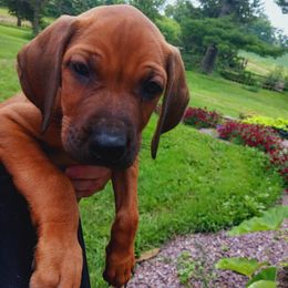 Boy 1 - Rd whtn blk nose male Rhodesian Ridgeback puppy in Dodgeville, Wisconsin from Country View Ridgebacks