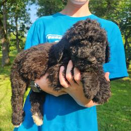 Max - Black and white male Bernedoodle puppy in Columbia, Missouri from Silver Creek Pups