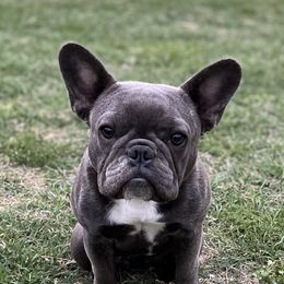 Gracie - French Bulldog