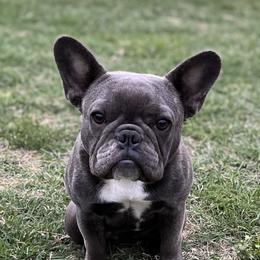 Gracie - French Bulldog