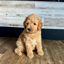 Stu - Red male Bernedoodle puppy in Savannah, Missouri from Rose Creek Mini Aussies and doodles