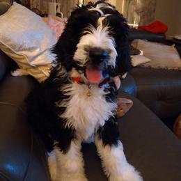 Goldendoodle, Golden Retriever, and Sheepadoodle Puppies from Guppy Puppies