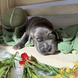 First pick charcoal male - Charcoal male Dilute Retriever puppy in Suffolk County, New York from South Shore Labradors