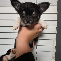 Buzz - Black and white male Chihuahua puppy in Wytheville, Virginia from Southwest Virginia Chihuahua