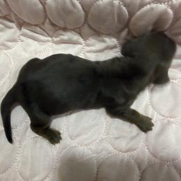 Becky Lynch - Red female Dachshund puppy in Tampa, Florida from EntityDachs