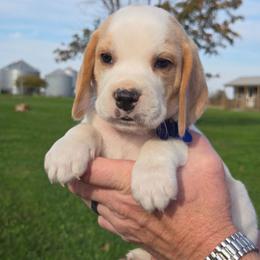 Jack - Lemon and white male Beagle puppy in Bethany, Missouri from Fox Creek Beagles