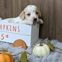 Poodle Puppies from Celestial Jewels Poodles