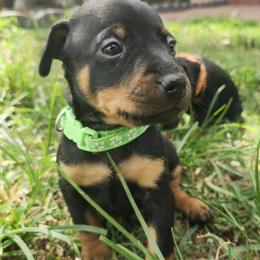 Doberman Pinscher and Miniature Pinscher Puppies from 305dobiez
